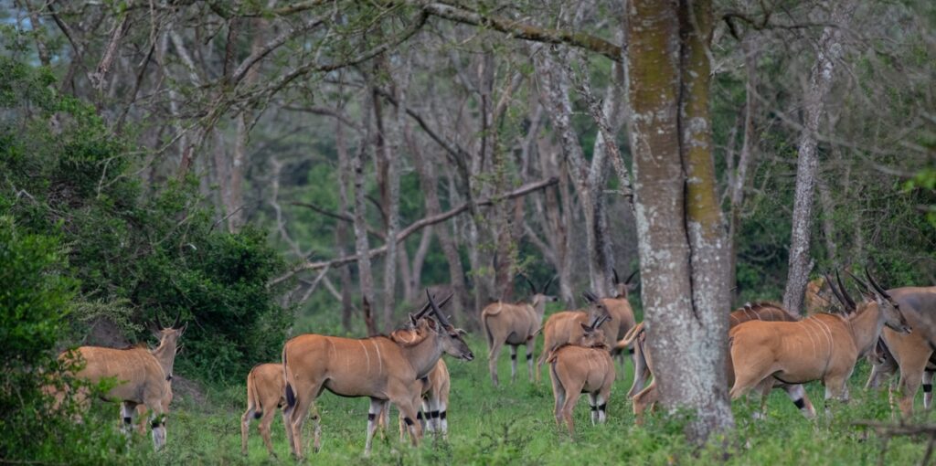 Lake Mburo National Park