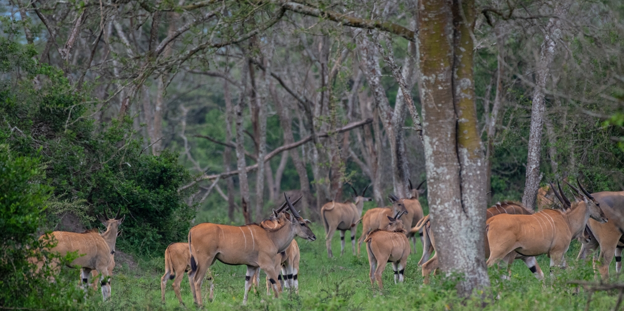 Lake Mburo National Park