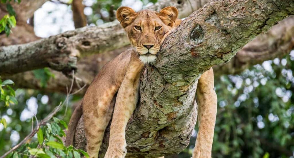 Tree climbing lions