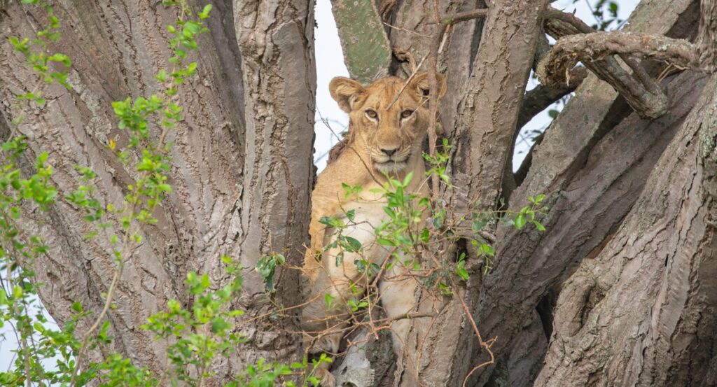 Medley of Wonders, Queen Elizabeth National Park Uganda