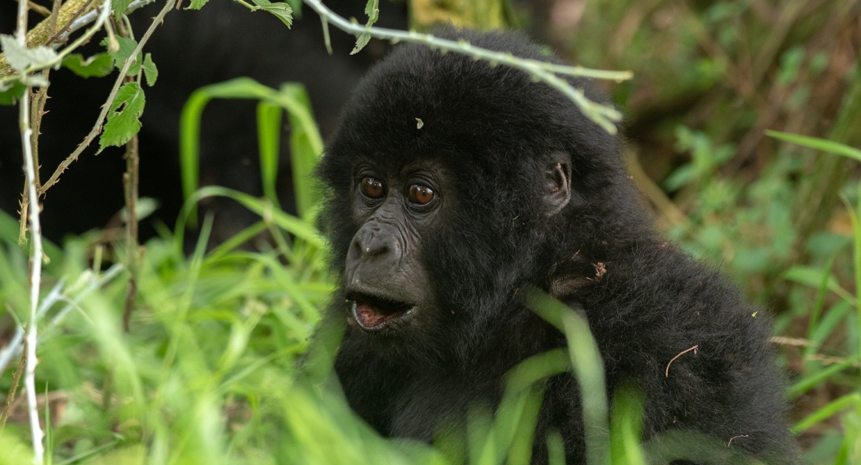 Mgahinga Gorilla National Park in Southwestern Uganda