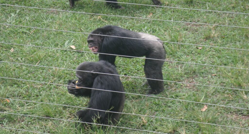 Ngamba Island Chimpanzee
