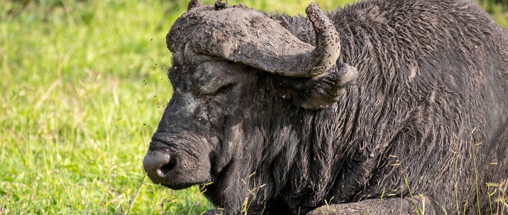 Prepare for an exciting day trip that combines the beauty of Uganda's landscapes with its amazing wildlife. You will be able to visit Mburo National Park and Uganda Wildlife Conservation Education Centre in a day.