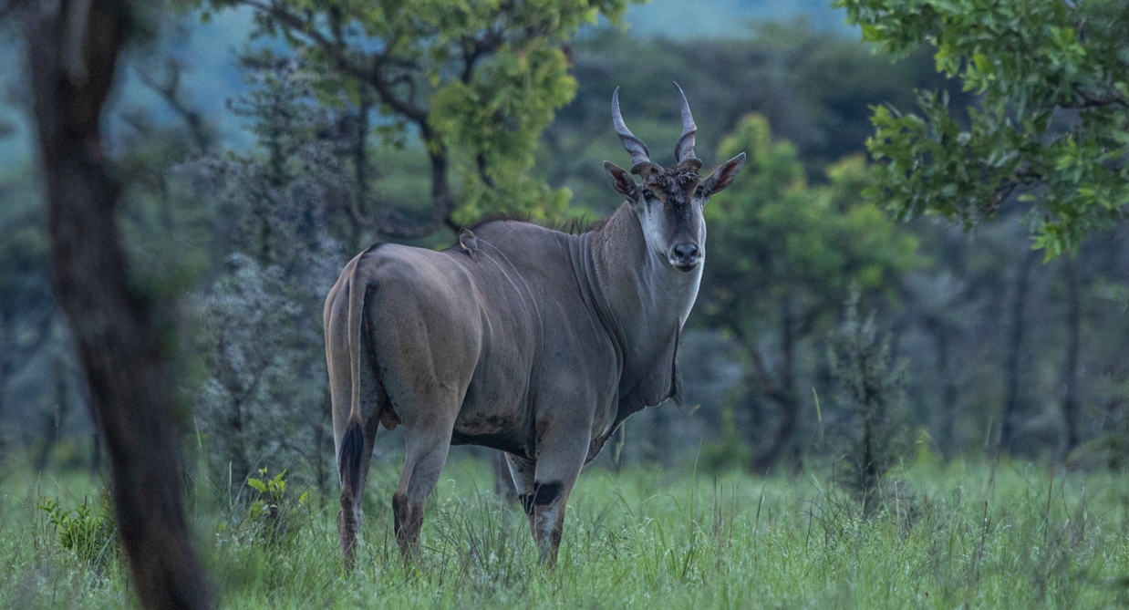 Pien Upe Game Reserve in Uganda