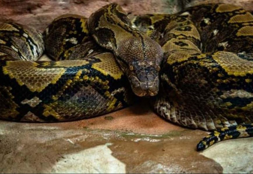 African rock python in Uganda Reptile Village Entebbe