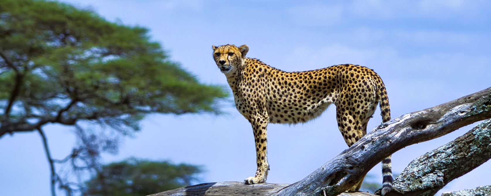 Serengeti National Park