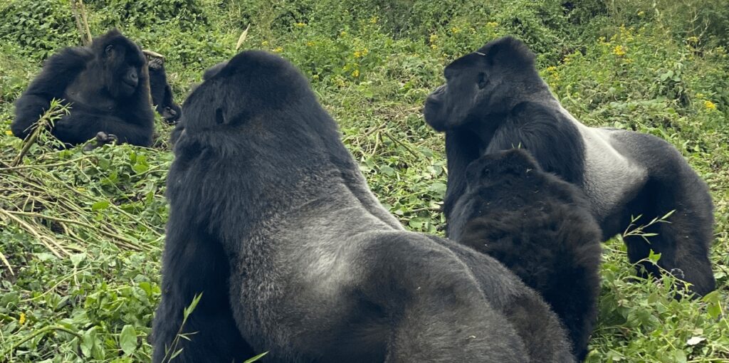 The Majestic Silverback Gorillas Mountain Jungle Giants