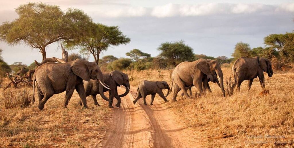 Tsavo national park, located in southeastern Kenya