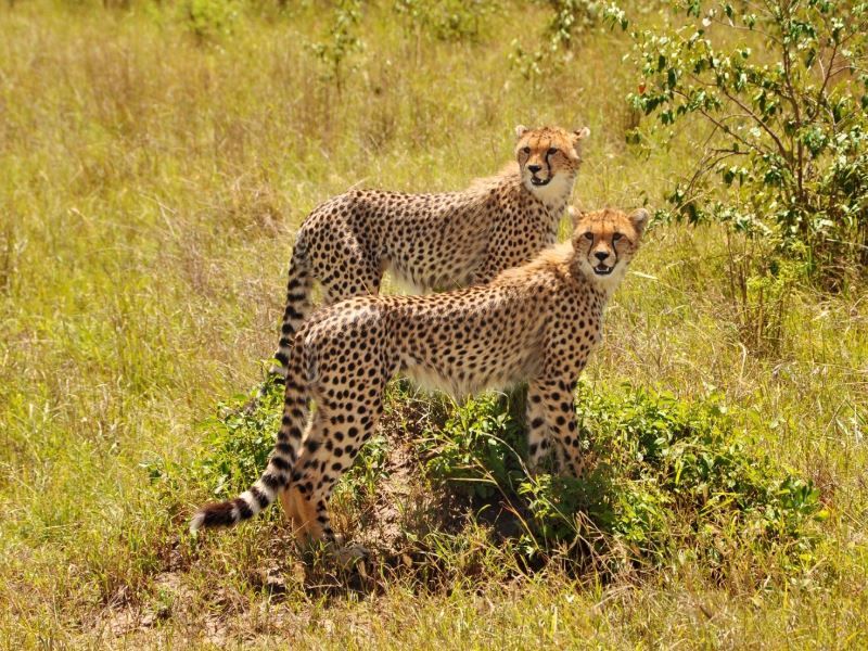 Tsavo national park, located in southeastern Kenya