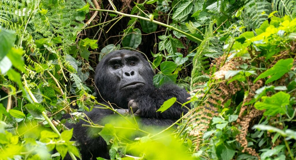 Uganda and Rwanda Gorilla tracking Meet your cousins
