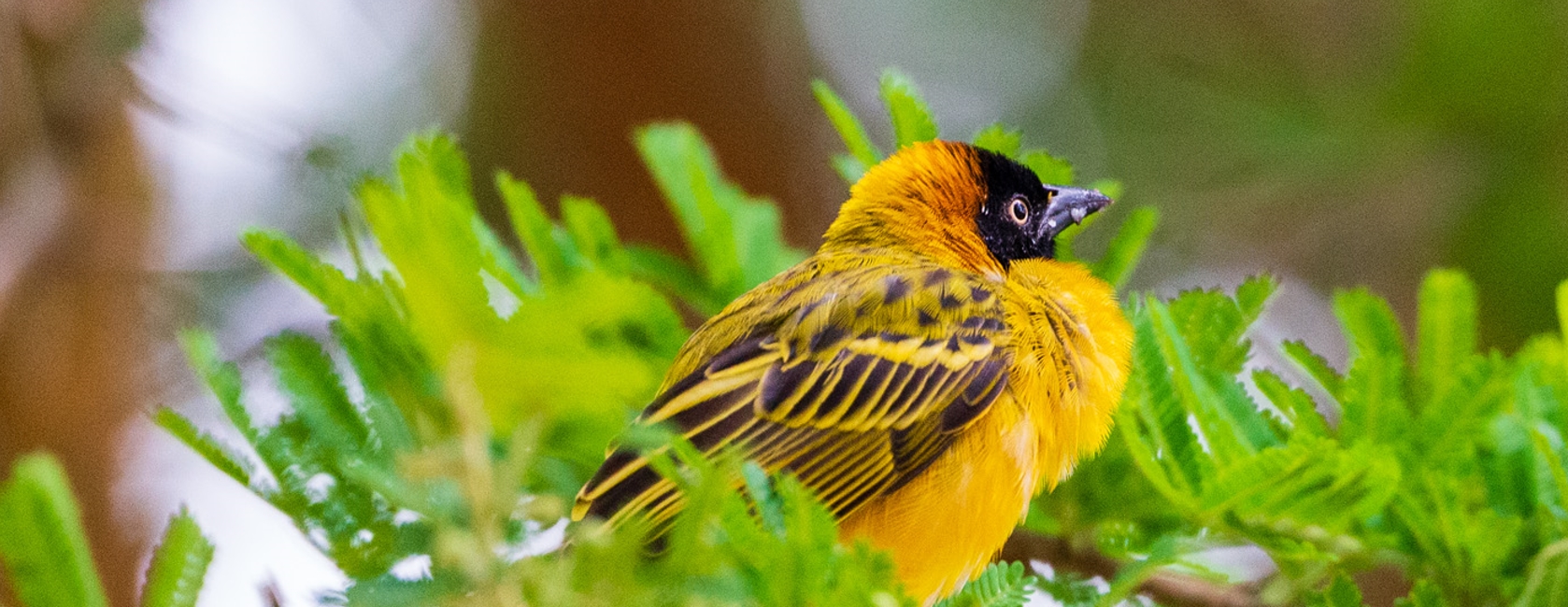 best birding time in Africa during the 4days birding safari in Kenya