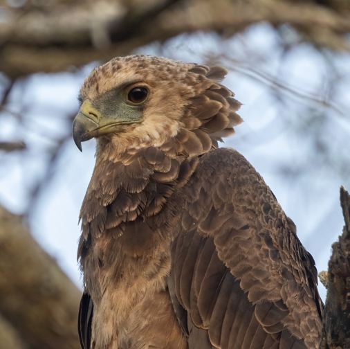 best birding time in Africa during the 4days birding safari in Kenya