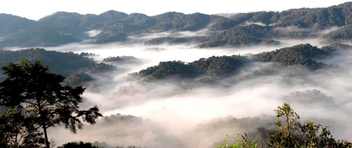 3days chimpanzee trekking in Rwanda Nyungwe National Park