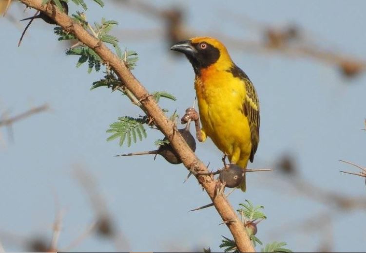 fox weaver