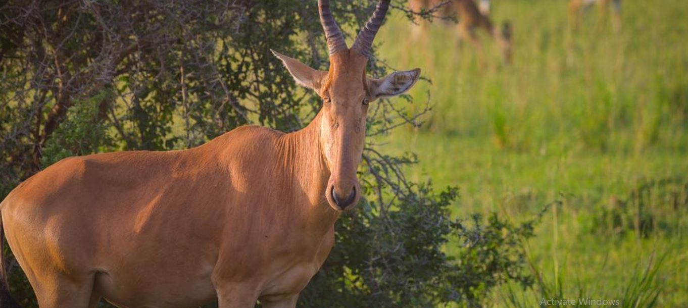 Jackson hartebeest in Murchison Falls National Park