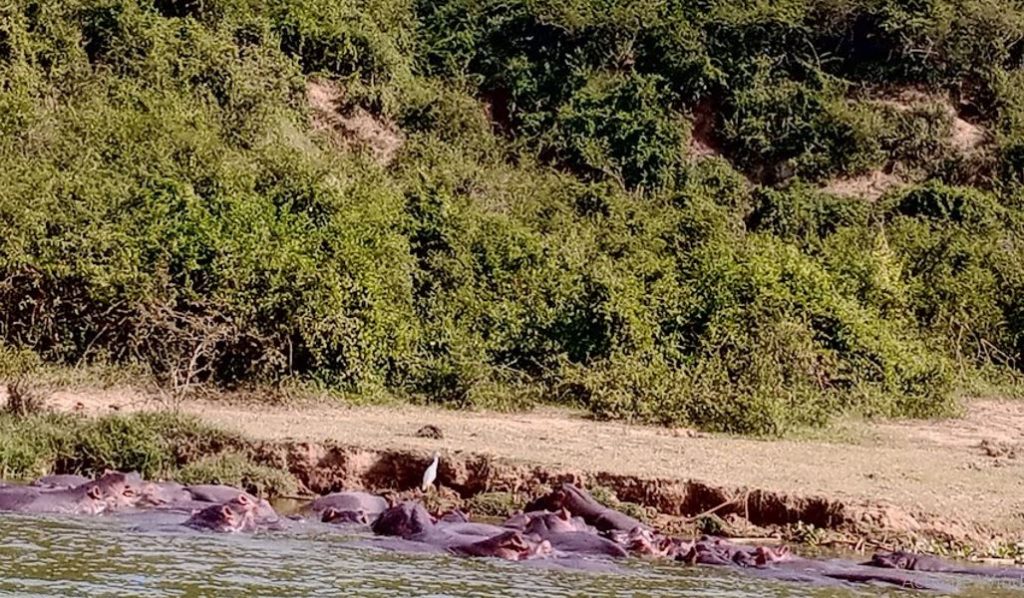 A school of hippos in Queen Elizabeth National Park