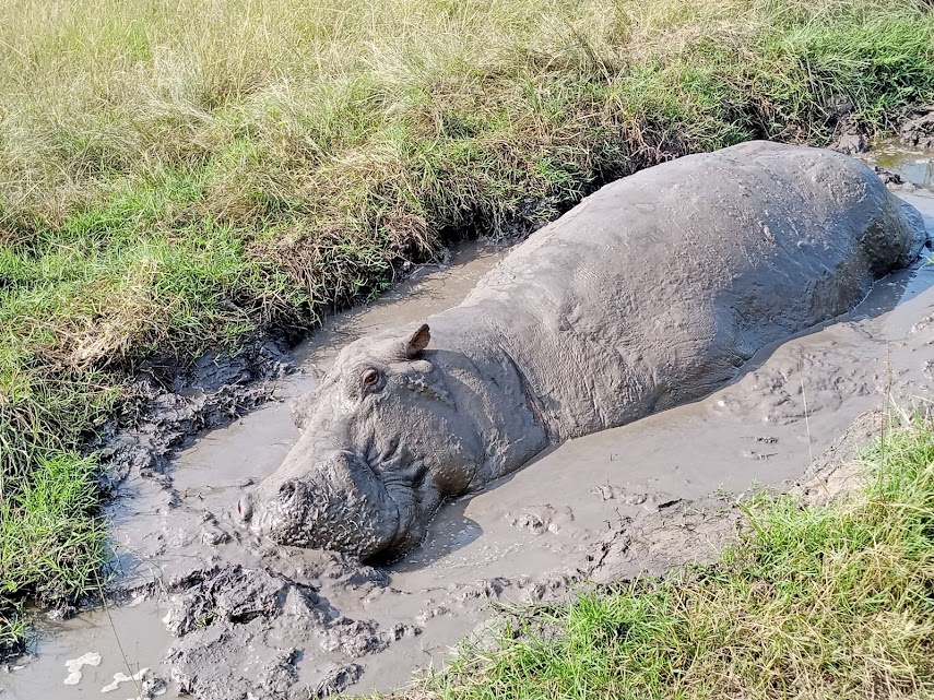 Hippo wallowing in Queen Elizabeth National Park
