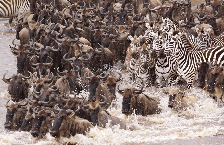 The Great Migration in Serengeti National Park