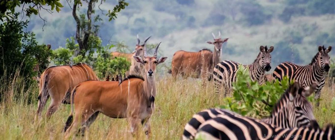 Wildlife viewing in Akagera national park