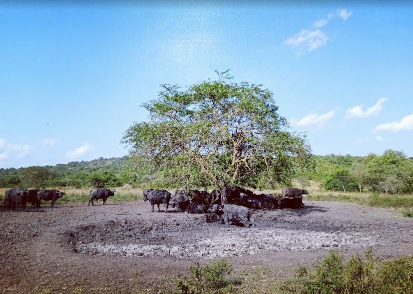 A herd of buffaloes in Lake Mburo National Park