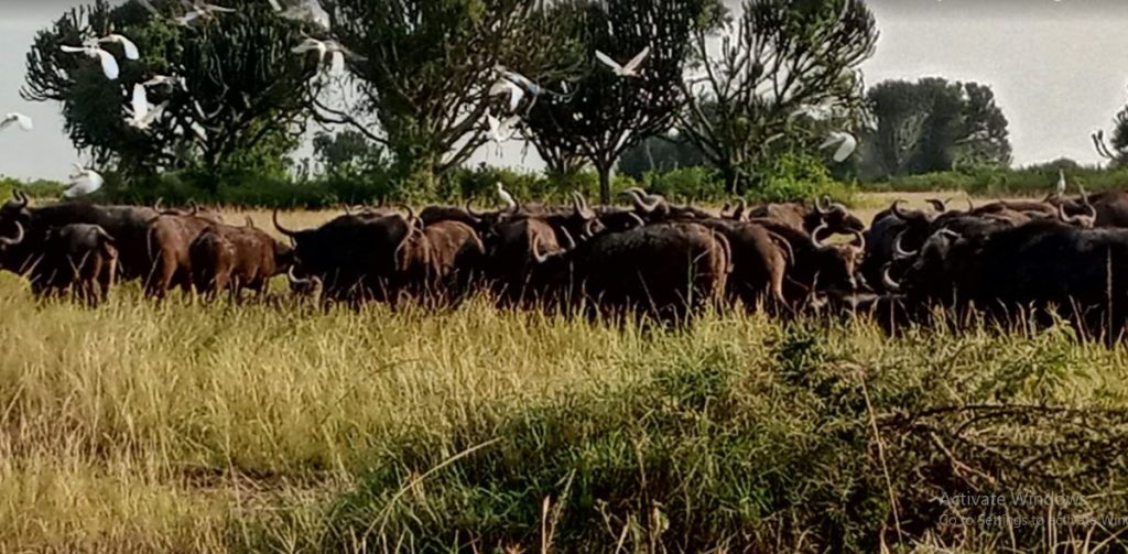 A herd of buffaloes in Uganda