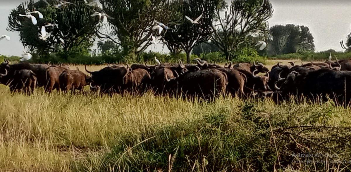 A herd of buffaloes in Uganda