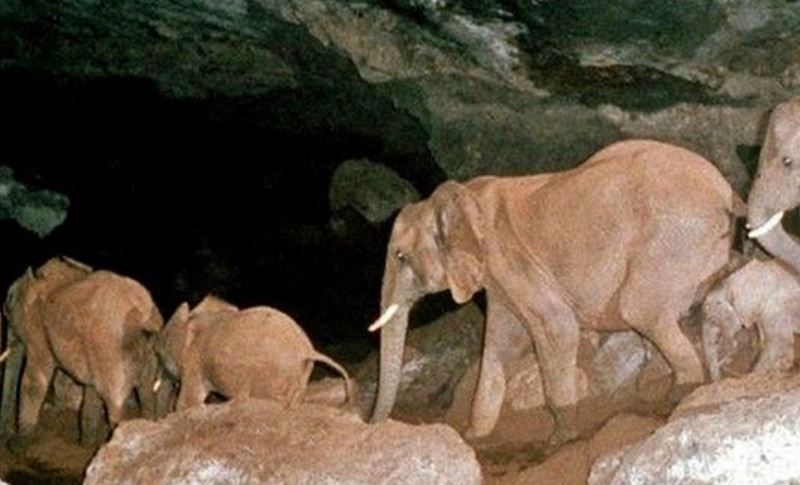 Elephants going to mine salt in caves at night